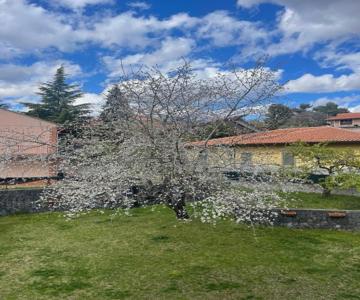 Etna Sotto Il Ciliegio