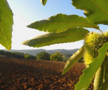 Agriristoro Podere S. Andrea