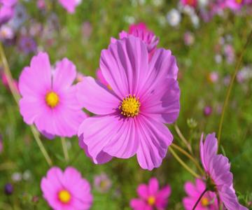 Bed & Breakfast La Giara e Le Giare